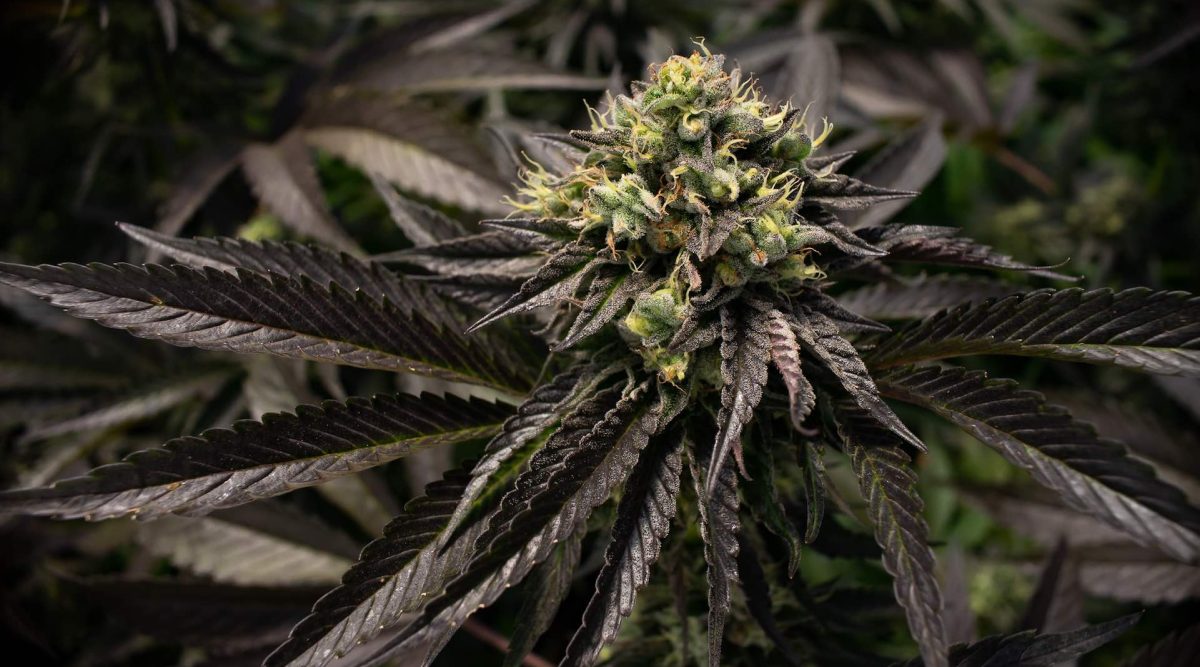Look no further than our online weed dispensary if you want to purchase the best cannabis strains