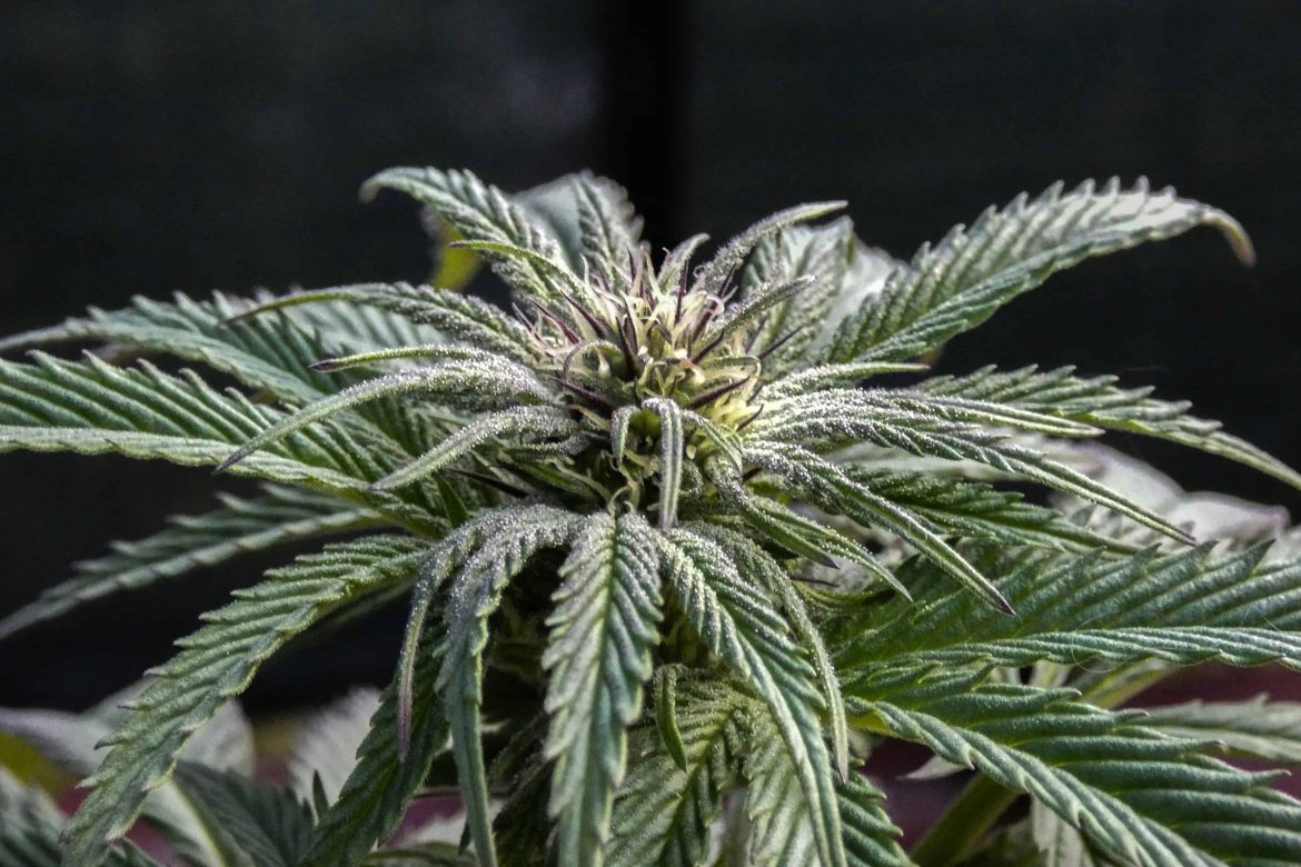 Navigating Online Weed Dispensaries in Canada A Shopper's Guide