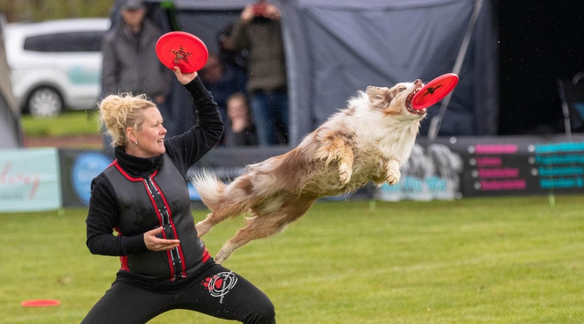 Frisbee, dogfrisbee, disc mastiffs — From Scores to Stats: Harnessing Football Data for Better Betting