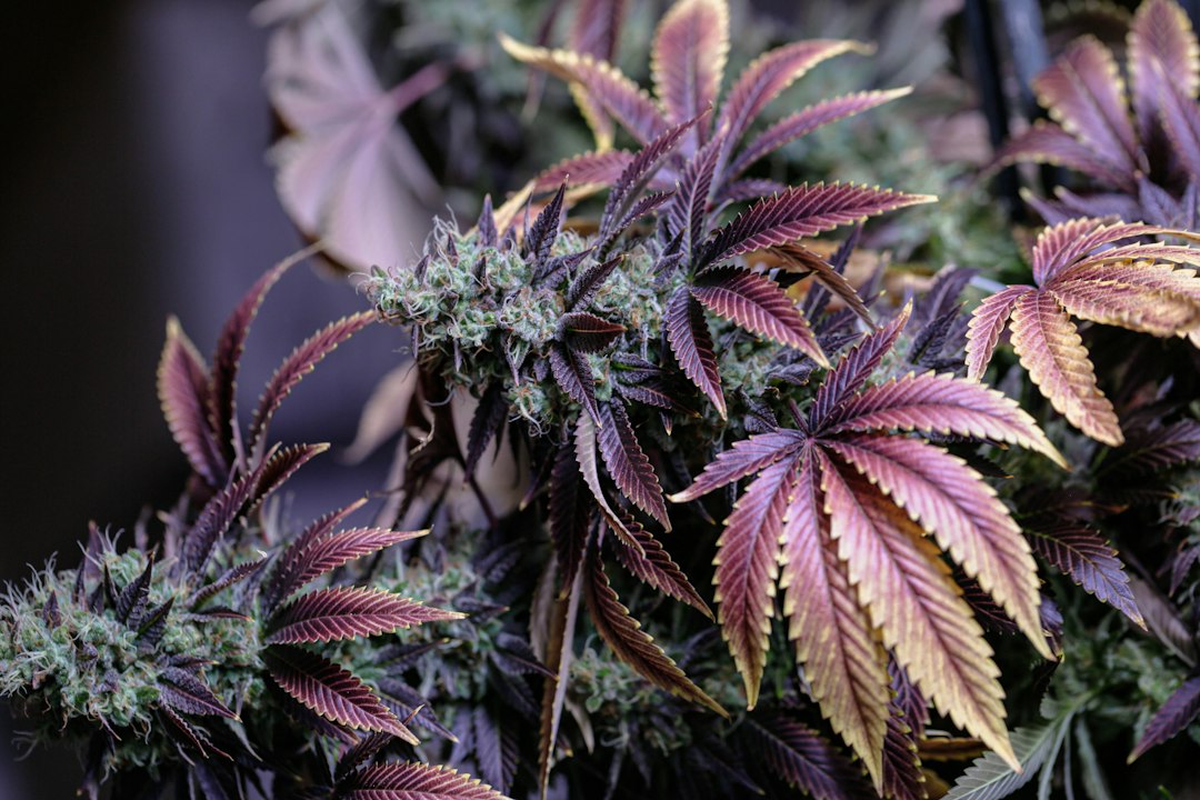 Close-up of cannabis plant leaves displaying purple and green colors